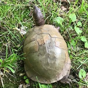 Meet your Posher, Dylan